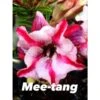 Adenium Obesum Cv Mee-tang Rose - Taille Caudex D'environ 150g -Grasses Fleurs Soldes Boutique 64039243c41e55.49592770