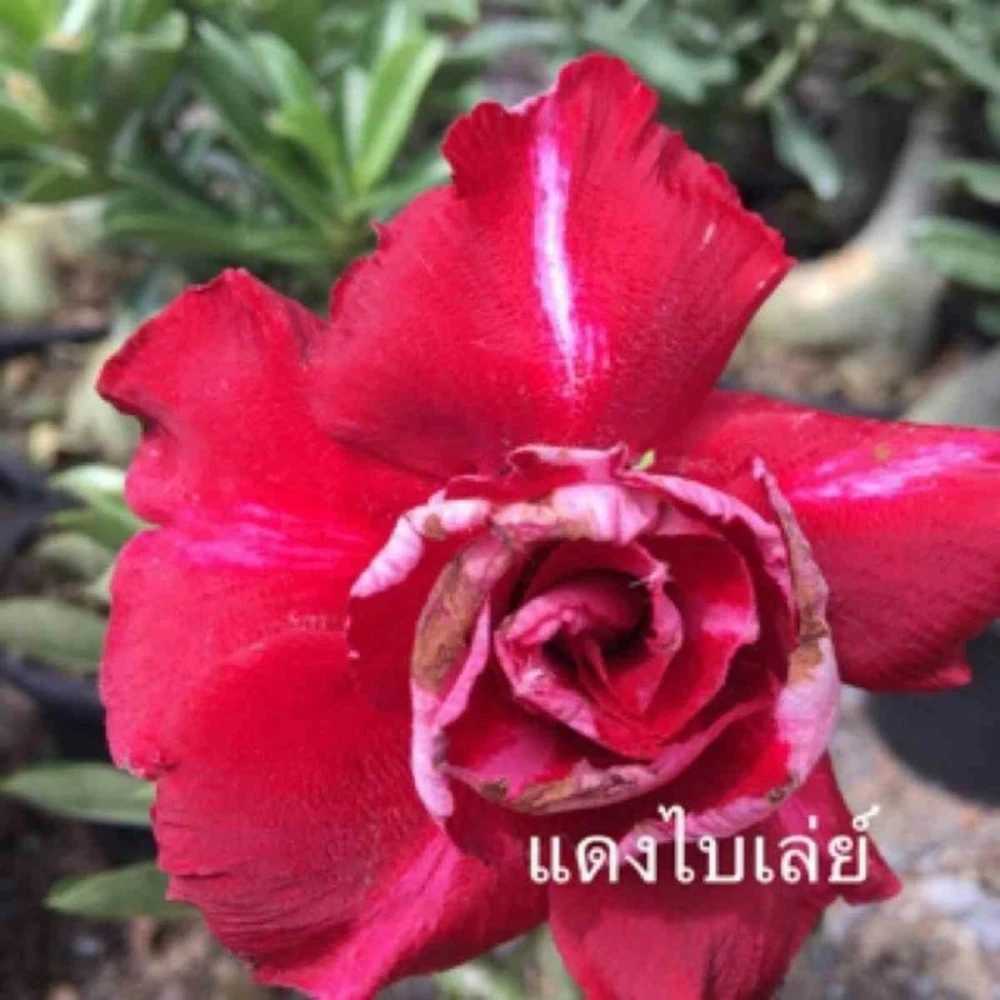 Adenium Obesum Cv.bai Lay Red Rouge - Taille Caudex D'environ 300g 20/25cm 3 Adenium Obesum Cv.bai Lay Red Rouge - Taille Caudex D'environ 300g 20/25cm