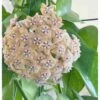Hoya Fraterna (fleur De Porcelaine, Fleur De Cire) Taille Pot De 2 Litres - 20/40 Cm - Jaune Rose -Grasses Fleurs Soldes Boutique 6403924db465b7.57343968