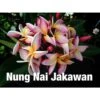 Plumeria Rubra "nung Nai Jakawan" (frangipanier) Taille Pot De 2 Litres ? 20/30 Cm - Blanc/jaune/rose 2 Plumeria Rubra "nung Nai Jakawan" (frangipanier) Taille Pot De 2 Litres ? 20/30 Cm - Blanc/jaune/rose -Grasses Fleurs Soldes Boutique 640392574f3066.41263542