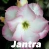 Adenium Obesum Cv.jantra Blanc Et Rose - Taille Caudex D'environ 2000g 25/30cm Très Gros Caudex -Grasses Fleurs Soldes Boutique 64039259e0a9b3.80269408