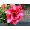 Adenium Obesum Cv Dang Bailay Rouge - Taille Caudex D'environ 2000g 25/30cm Très Gros Caudex -Grasses Fleurs Soldes Boutique 6403925b5292f0.25311675