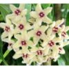 Hoya Buotii (fleur De Porcelaine, Fleur De Cire) Taille Pot De 2 Litres - 20/40 Cm - Blanc Et Rose 2 Hoya Buotii (fleur De Porcelaine, Fleur De Cire) Taille Pot De 2 Litres - 20/40 Cm - Blanc Et Rose -Grasses Fleurs Soldes Boutique 6403925f97d320.93178062