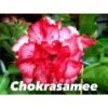 Adenium Obesum Cv Chokrasamee Rouge - Taille Caudex D'environ 2000g 25/30cm Très Gros Caudex 2 Adenium Obesum Cv Chokrasamee Rouge - Taille Caudex D'environ 2000g 25/30cm Très Gros Caudex -Grasses Fleurs Soldes Boutique 64039261411f51.97874034