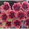 Hoya Bordenii (fleur De Porcelaine, Fleur De Cire) Taille Pot De 2 Litres - 20/40 Cm - Rose Violacé -Grasses Fleurs Soldes Boutique 64039266a0ed35.64831292
