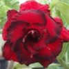 Adenium Obesum Cv.dang Hunsadee Rouge - Taille Caudex D'environ 150g -Grasses Fleurs Soldes Boutique 6403926834b862.73458719