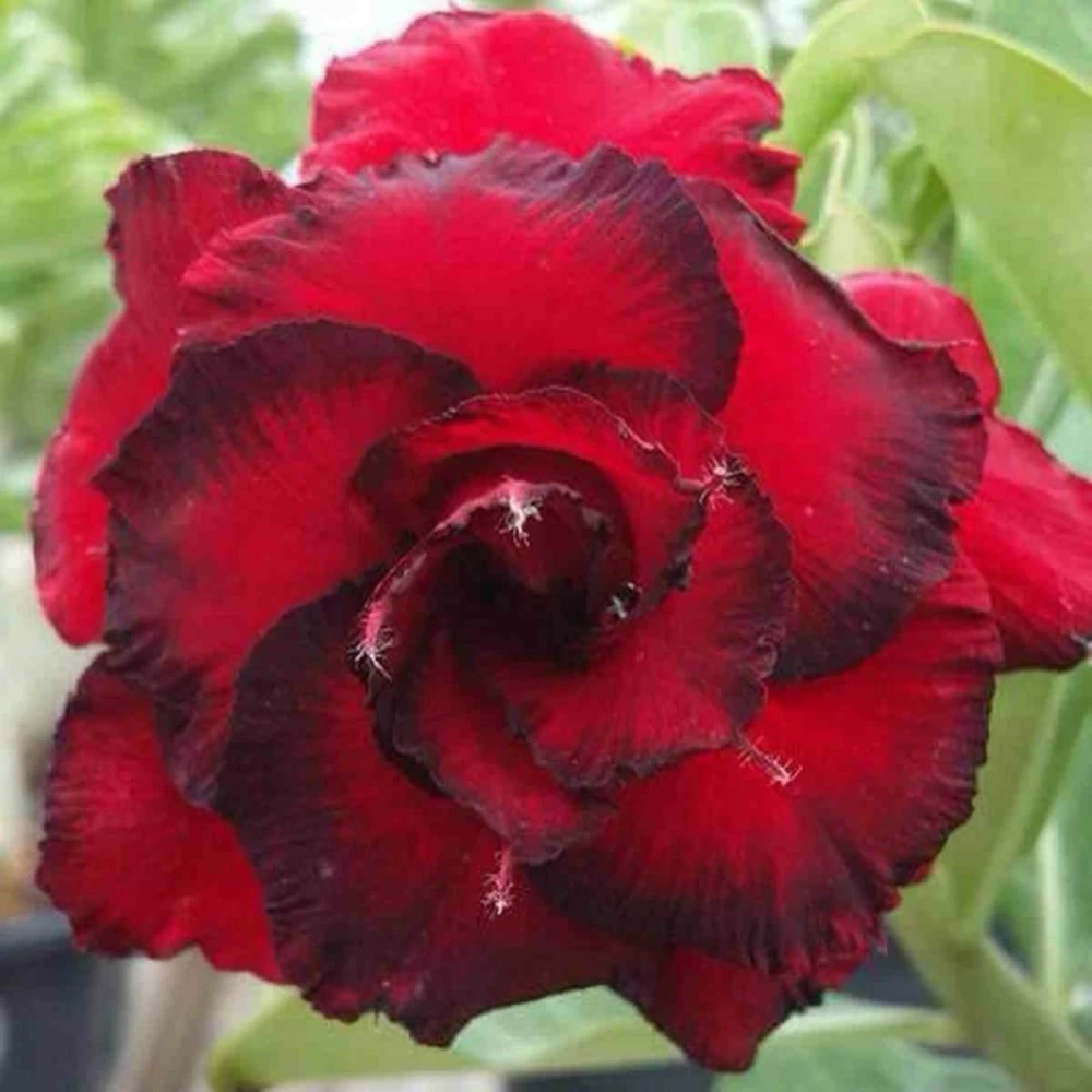 Adenium Obesum Cv.dang Hunsadee Rouge - Taille Caudex D'environ 150g 3 Adenium Obesum Cv.dang Hunsadee Rouge - Taille Caudex D'environ 150g