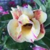 Adenium Obesum Cv.prarod Meri Jaune Rose - Taille Caudex D'environ 300g 20/25cm -Grasses Fleurs Soldes Boutique 64039269a6cfb9.48850030