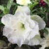Adenium Obesum Cv.ang Snow Blanc - Taille Caudex D'environ 300g 20/25cm 1 Adenium Obesum Cv.ang Snow Blanc - Taille Caudex D'environ 300g 20/25cm -Grasses Fleurs Soldes Boutique 6403926ede8e86.76394088