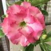 Adenium Obesum Cv.leera Pink Rose - Taille Caudex D'environ 2000g 25/30cm Très Gros Caudex -Grasses Fleurs Soldes Boutique 640392708c6d49.04010223