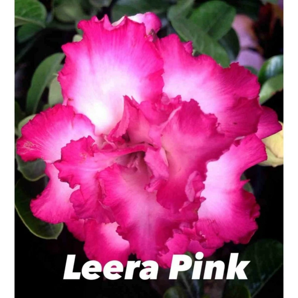 Adenium Obesum Cv.leera Pink Rose - Taille Caudex D'environ 2000g 25/30cm Très Gros Caudex 4 Adenium Obesum Cv.leera Pink Rose - Taille Caudex D'environ 2000g 25/30cm Très Gros Caudex – Image 2