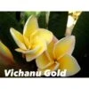 Plumeria Rubra "vichanu Gold" (frangipanier) Jaune - Taille Pot De 2 Litres ? 20/30 Cm -Grasses Fleurs Soldes Boutique 64039273ae76d6.66449483