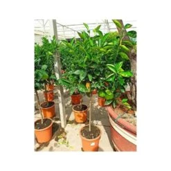 Citrus Sinensis (oranger) Blanc - Taille Pot De 4 Litres - 30/50 Cm -Grasses Fleurs Soldes Boutique 640394663e45d1.54346571