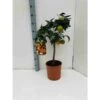 Citrus Sinensis (oranger) Blanc - Taille Pot De 4 Litres - 30/50 Cm 2 Citrus Sinensis (oranger) Blanc - Taille Pot De 4 Litres - 30/50 Cm -Grasses Fleurs Soldes Boutique 640394664b5fd9.15680431