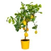 Citrus Limon - Citronnier - Arbre Fruitier - Persistant - ⌀21 Cm - ↕70-80 Cm 2 Citrus Limon - Citronnier - Arbre Fruitier - Persistant - ⌀21 Cm - ↕70-80 Cm -Grasses Fleurs Soldes Boutique 640b1fd8ed1f29.28505670