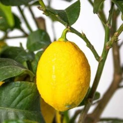 Citrus Limon - Citronnier - Arbre Fruitier - Persistant - ⌀21 Cm - ↕70-80 Cm -Grasses Fleurs Soldes Boutique 640b1fd8f19335.79451771