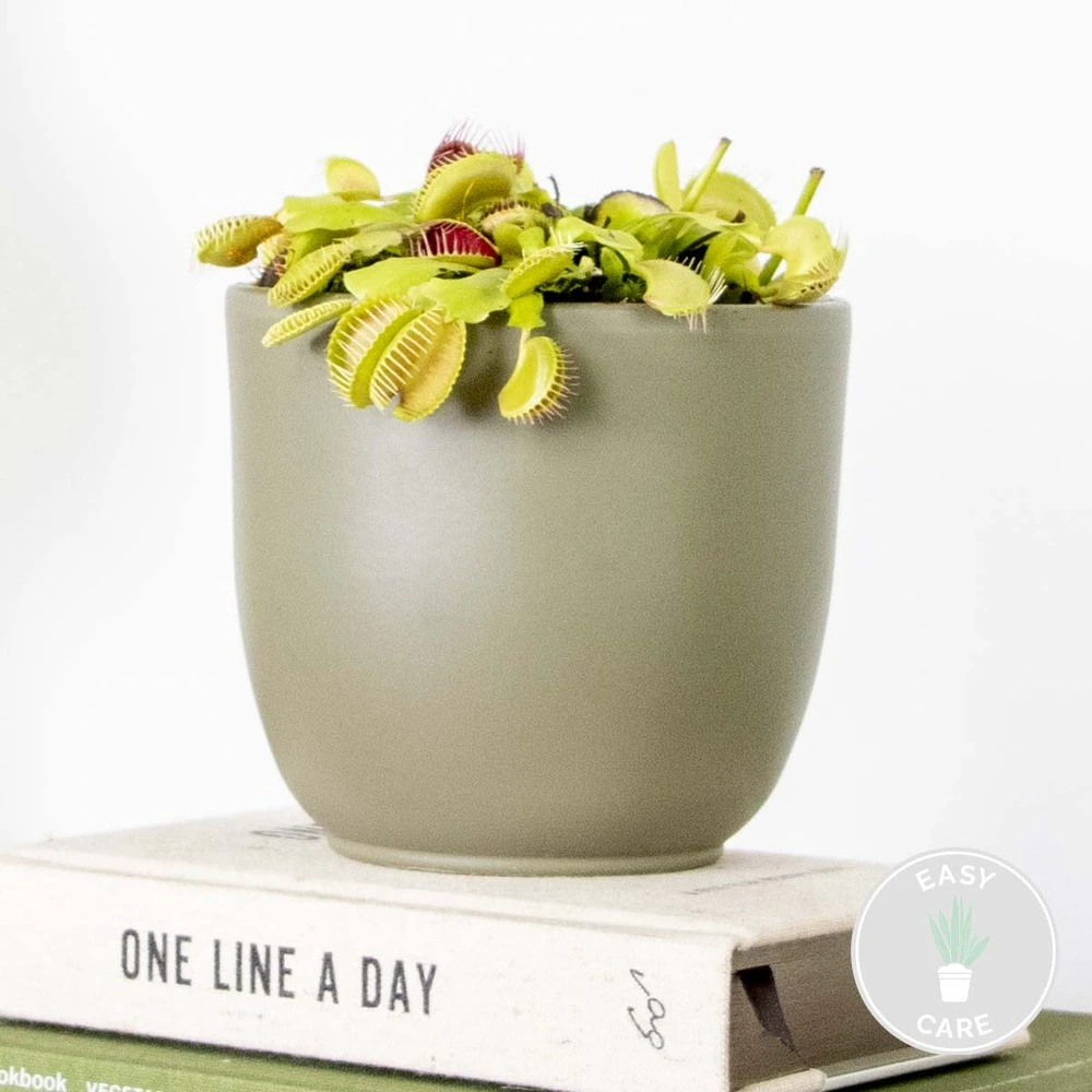 Dionaea Muscipula – Plante Carnivore – Peu D'entretien – ⌀12 Cm – ↕10-15 Cm 4 Dionaea Muscipula – Plante Carnivore – Peu D'entretien – ⌀12 Cm – ↕10-15 Cm – Image 2