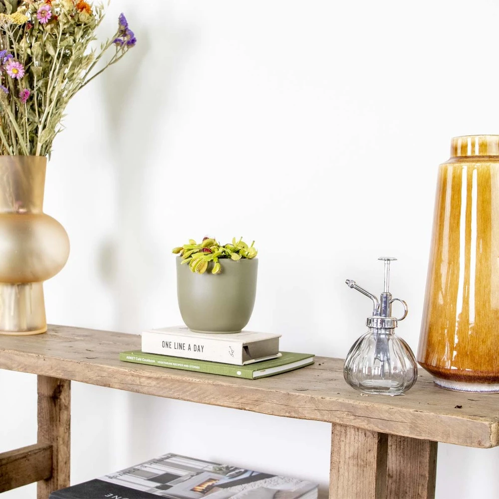 Dionaea Muscipula – Plante Carnivore – Peu D'entretien – ⌀12 Cm – ↕10-15 Cm 6 Dionaea Muscipula – Plante Carnivore – Peu D'entretien – ⌀12 Cm – ↕10-15 Cm – Image 4