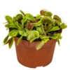 Dionaea Muscipula – Plante Carnivore – Peu D'entretien – ⌀12 Cm – ↕10-15 Cm -Grasses Fleurs Soldes Boutique 640b20a5ee2c25.82258999