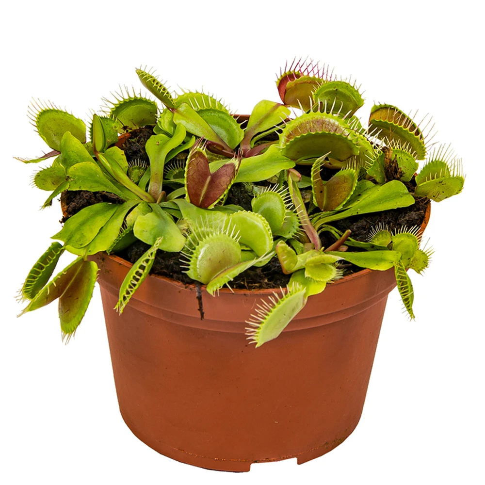 Dionaea Muscipula – Plante Carnivore – Peu D'entretien – ⌀12 Cm – ↕10-15 Cm 3 Dionaea Muscipula – Plante Carnivore – Peu D'entretien – ⌀12 Cm – ↕10-15 Cm