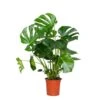 Monstera Deliciosa - Plante Trouée - Plante D'intérieur - Purificateur D'air – ⌀21 Cm - ↕70-80 Cm -Grasses Fleurs Soldes Boutique 640b20b6623dd5.70271821