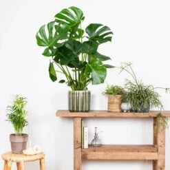 Monstera Deliciosa - Plante Trouée - Plante D'intérieur - Purificateur D'air – ⌀21 Cm - ↕70-80 Cm -Grasses Fleurs Soldes Boutique 640b20b66958b4.75271986