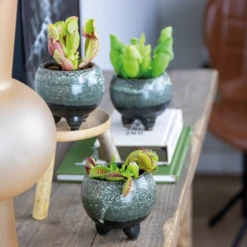 3x Mélange De Plantes Carnivores – Plante Des Marais – Entretien Facile⌀6 Cm ⌀05-10 Cm -Grasses Fleurs Soldes Boutique 640b20c6d93a55.84252896