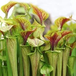 2x Sarracenia 'juthatip Soper' – Plante Carnivore – Entretien Facile ⌀12 Cm – ↕10-20cm 8 2x Sarracenia 'juthatip Soper' – Plante Carnivore – Entretien Facile ⌀12 Cm – ↕10-20cm -Grasses Fleurs Soldes Boutique 640b20de0d95e6.50661912