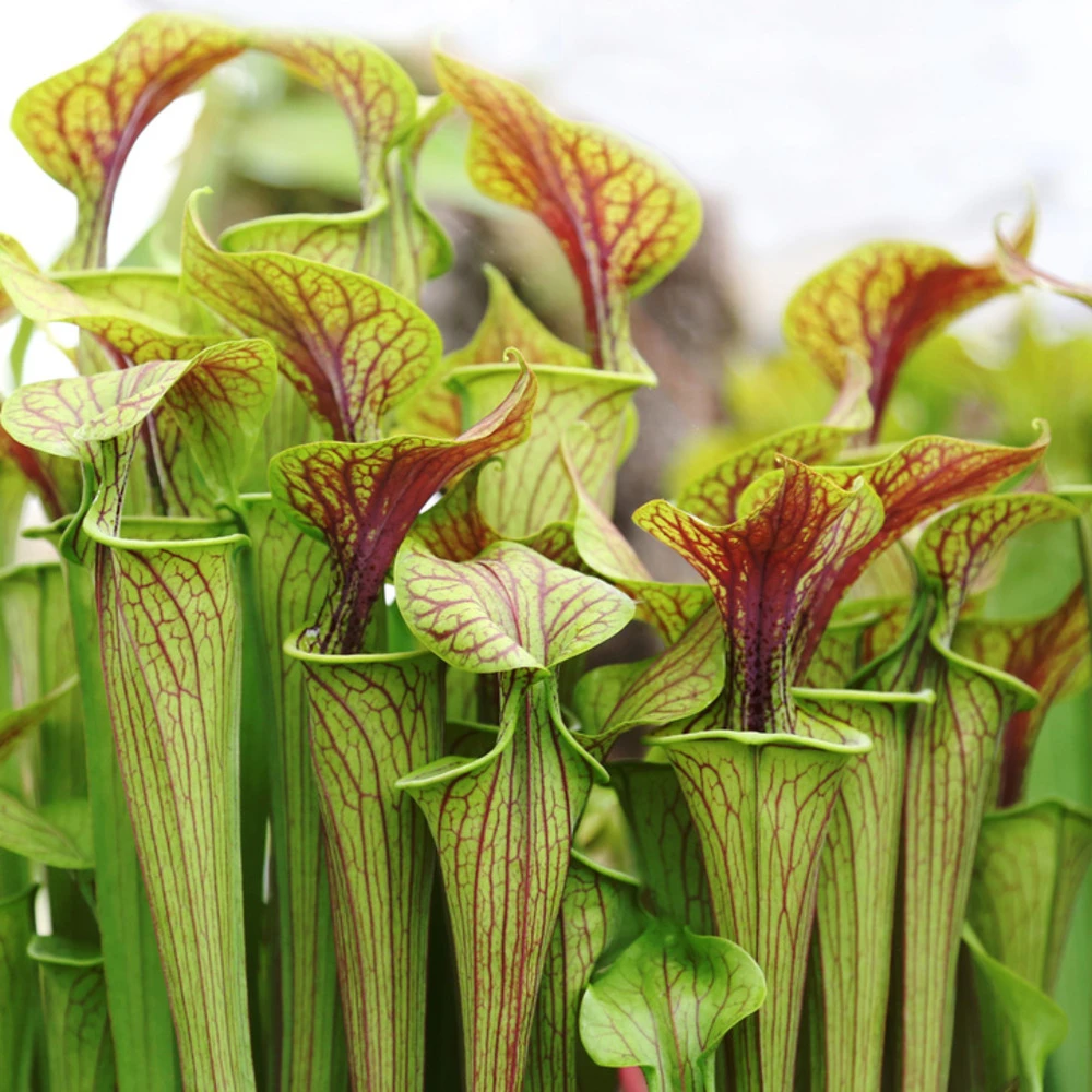2x Sarracenia 'juthatip Soper' – Plante Carnivore – Entretien Facile ⌀12 Cm – ↕10-20cm 5 2x Sarracenia 'juthatip Soper' – Plante Carnivore – Entretien Facile ⌀12 Cm – ↕10-20cm – Image 3