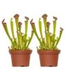 2x Sarracenia 'juthatip Soper' – Plante Carnivore – Entretien Facile ⌀12 Cm – ↕10-20cm -Grasses Fleurs Soldes Boutique 640b20de1bd8a6.68151714