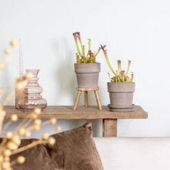 2x Sarracenia 'juthatip Soper' – Plante Carnivore – Entretien Facile ⌀12 Cm – ↕10-20cm 9 2x Sarracenia 'juthatip Soper' – Plante Carnivore – Entretien Facile ⌀12 Cm – ↕10-20cm -Grasses Fleurs Soldes Boutique 640b20de202773.22562993