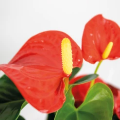 Anthurium 'aristo' Orange - Plante Flamingo - Entretien Facile - ⌀14 Cm - ↕45-55 Cm -Grasses Fleurs Soldes Boutique 640b783c1a67b2.46936634