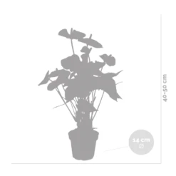 Anthurium 'aristo' Orange - Plante Flamingo - Entretien Facile - ⌀14 Cm - ↕45-55 Cm -Grasses Fleurs Soldes Boutique 640b783c301436.46862337