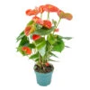 Anthurium 'aristo' Orange - Plante Flamingo - Entretien Facile - ⌀14 Cm - ↕45-55 Cm