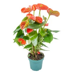 Grasses Fleurs Soldes Boutique 14 Anthurium 'aristo' Orange - Plante Flamingo - Entretien Facile - ⌀14 Cm - ↕45-55 Cm