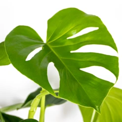 Monstera Deliciosa Incl. Panier En Jonc De Mer - Purificateur D'air - ⌀21 Cm - ↕70-80 Cm -Grasses Fleurs Soldes Boutique 640b7868eff439.97881237