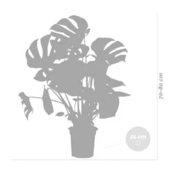 Monstera Deliciosa Incl. Panier En Jonc De Mer - Purificateur D'air - ⌀21 Cm - ↕70-80 Cm -Grasses Fleurs Soldes Boutique 640b78690602c8.25143099