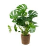 Monstera Deliciosa Incl. Panier En Jonc De Mer - Purificateur D'air - ⌀21 Cm - ↕70-80 Cm -Grasses Fleurs Soldes Boutique 640b786908fa92.95912482
