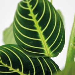 Maranta Lemon Lime – Plante De Prière – Plante D'intérieur – Purificateur D'air – ⌀12cm –↕10-15cm -Grasses Fleurs Soldes Boutique 640b786e004742.79640543