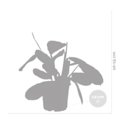 Maranta Lemon Lime – Plante De Prière – Plante D'intérieur – Purificateur D'air – ⌀12cm –↕10-15cm -Grasses Fleurs Soldes Boutique 640b786e0d5cb2.39616864