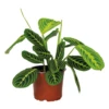 Maranta Lemon Lime – Plante De Prière – Plante D'intérieur – Purificateur D'air – ⌀12cm –↕10-15cm -Grasses Fleurs Soldes Boutique 640b786e13a4d5.34233717