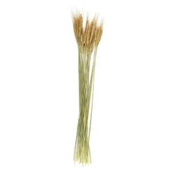 Bouquet De Fleur Séchée 75 Cm (lot De 2) -Grasses Fleurs Soldes Boutique 6410bb60600656.23232022