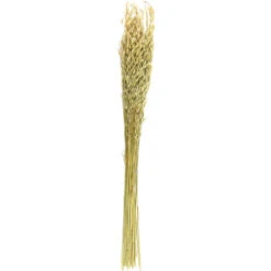 Bouquet De Fleur Séchée 75 Cm (lot De 2) -Grasses Fleurs Soldes Boutique 6410bb606d8977.75784826