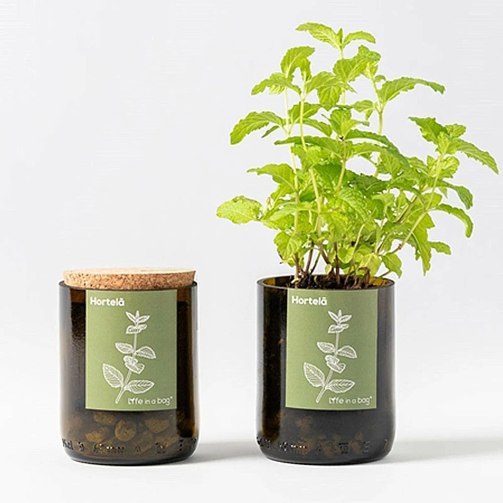 Kit Bouteille Prêt à Pousser Menthe 4 Kit Bouteille Prêt à Pousser Menthe – Image 2