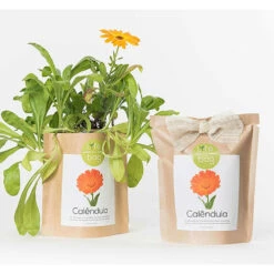 Sac Papier Prêt à Cultiver Calendula 8 Sac Papier Prêt à Cultiver Calendula -Grasses Fleurs Soldes Boutique 6420e04cca6d08.48418237