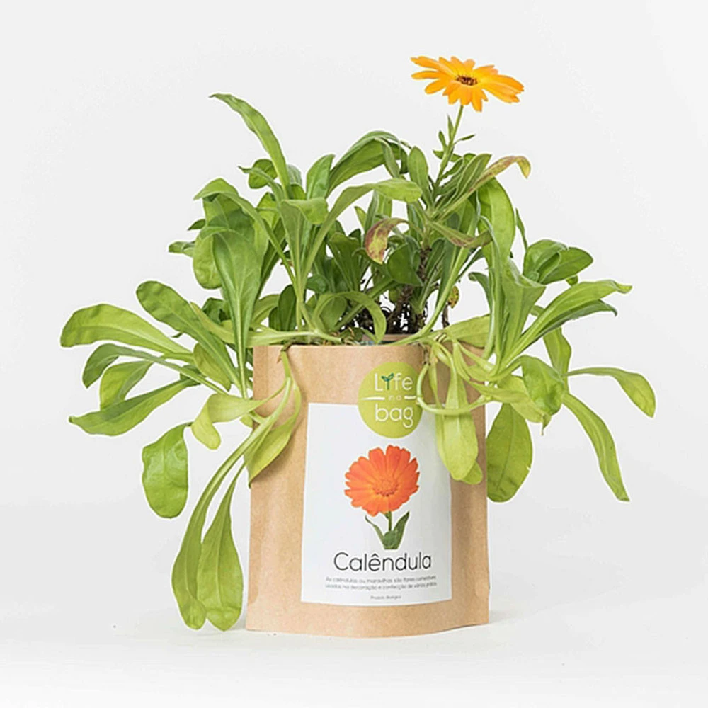 Sac Papier Prêt à Cultiver Calendula 3 Sac Papier Prêt à Cultiver Calendula