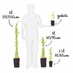 Grasses Fleurs Soldes Boutique -Grasses Fleurs Soldes Boutique 6420e0614f4374.12580999