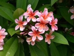 Plumeria Hawaaien - Pot ⌀17cm - H.55-75cm (hauteur Pot Incluse) 14 Plumeria Hawaaien - Pot ⌀17cm - H.55-75cm (hauteur Pot Incluse) -Grasses Fleurs Soldes Boutique 6423324e299086.51146067