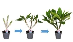 Plumeria Hawaaien - Pot ⌀17cm - H.55-75cm (hauteur Pot Incluse) 13 Plumeria Hawaaien - Pot ⌀17cm - H.55-75cm (hauteur Pot Incluse) -Grasses Fleurs Soldes Boutique 6423324e313ab2.79596873