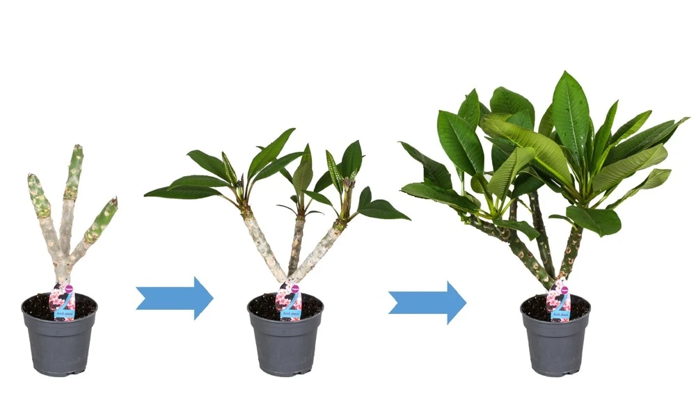 Plumeria Hawaaien - Pot ⌀17cm - H.55-75cm (hauteur Pot Incluse) 7 Plumeria Hawaaien - Pot ⌀17cm - H.55-75cm (hauteur Pot Incluse) – Image 5